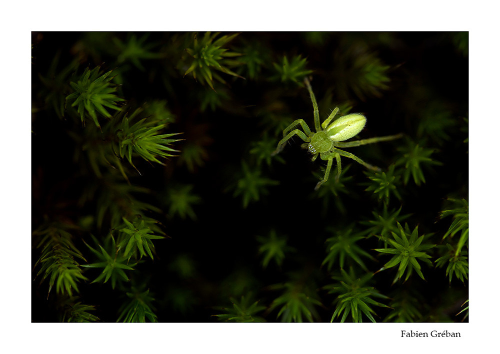 photo macro d'une araigne micrommata verte dans la tourbire