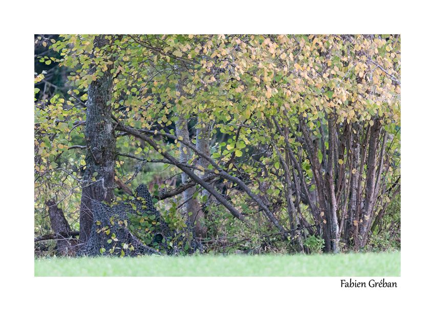 affut de photographie animalire