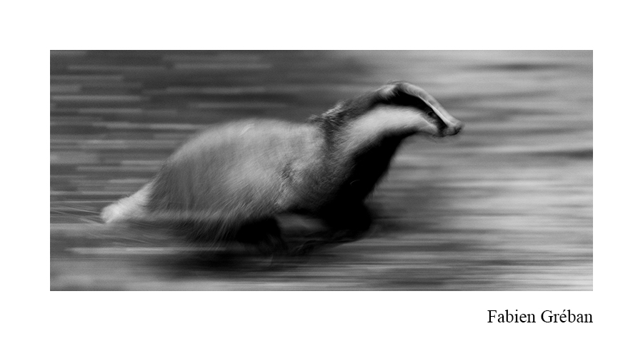 blaireau qui court en pose lente