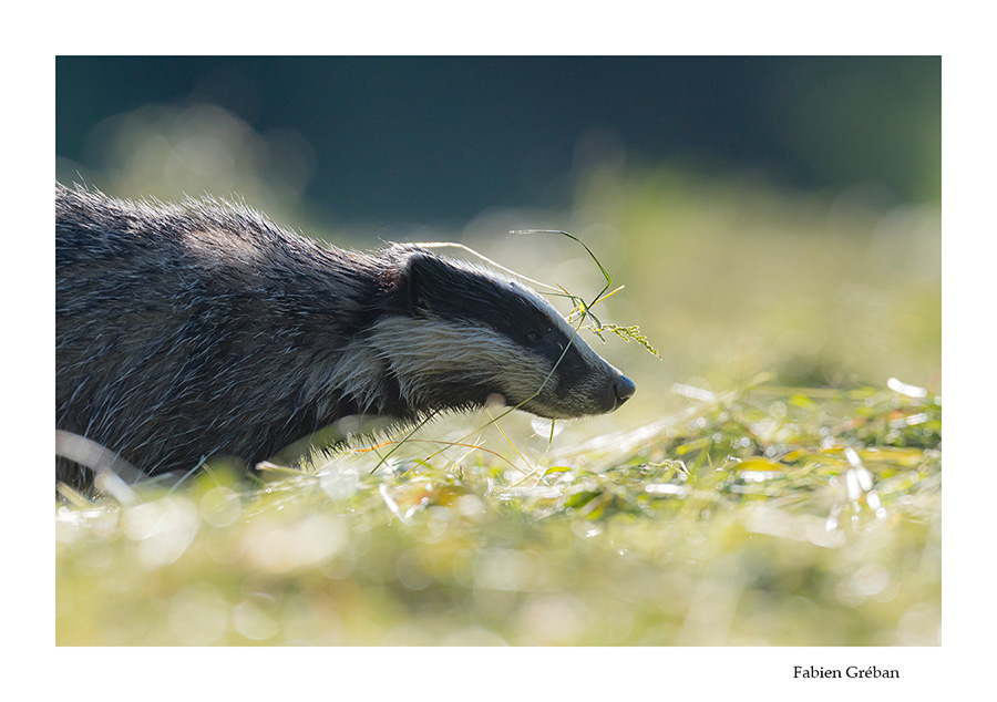 blaireau cherchant de la nourriture dans une prairie fraichement fauche