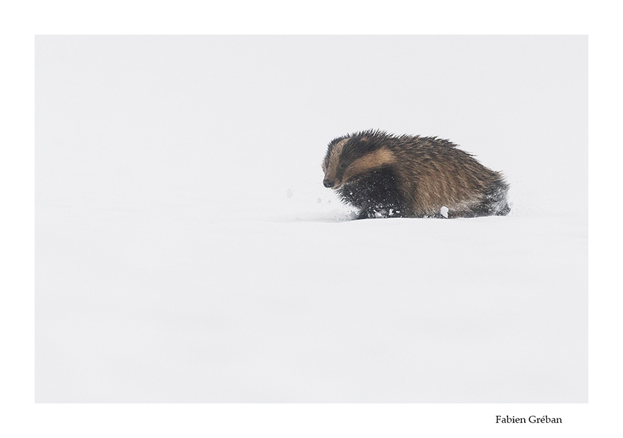 blaireau qui se dplace dans la neige en hiver