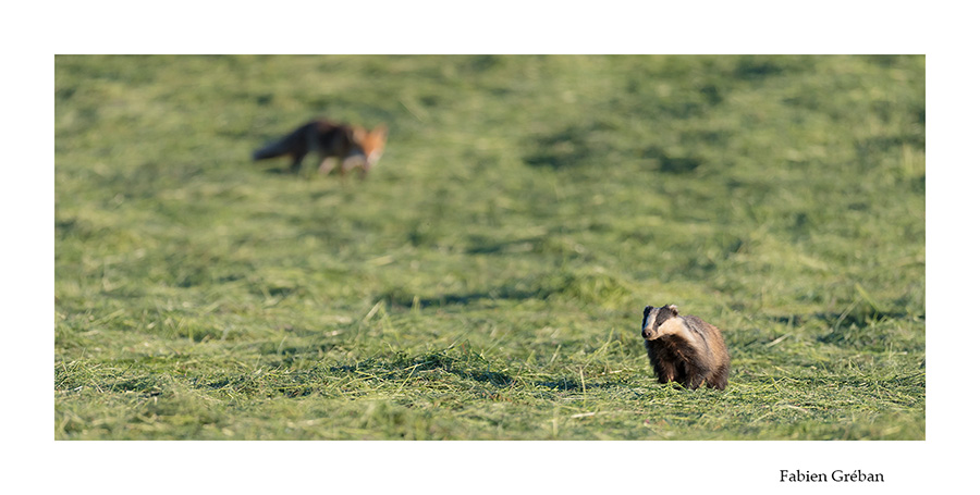 blaireau et renard cherchent de la nourriture dans une prairie fraichement fauchée