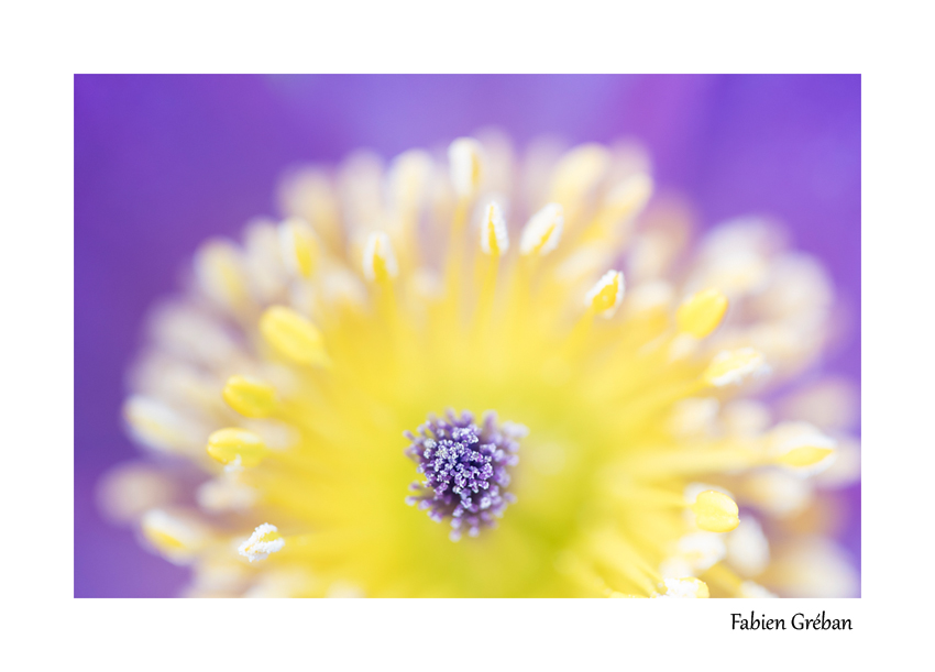 anemone pulsatille