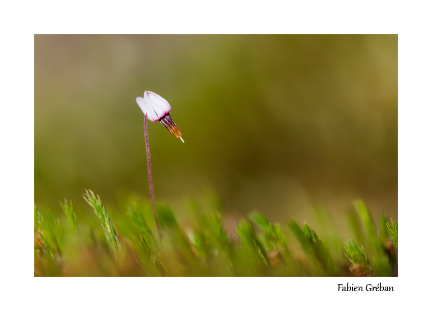 fleur de canneberge