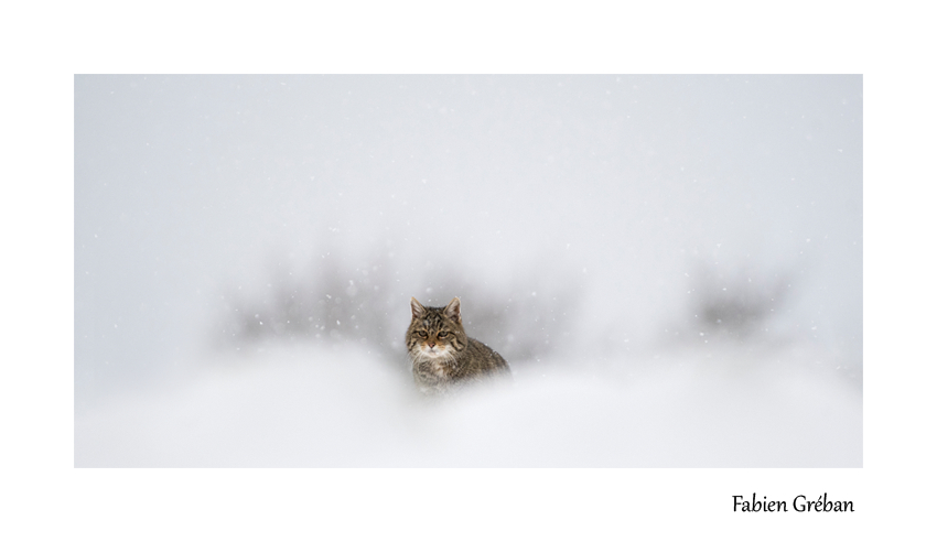 chat forestier en hiver