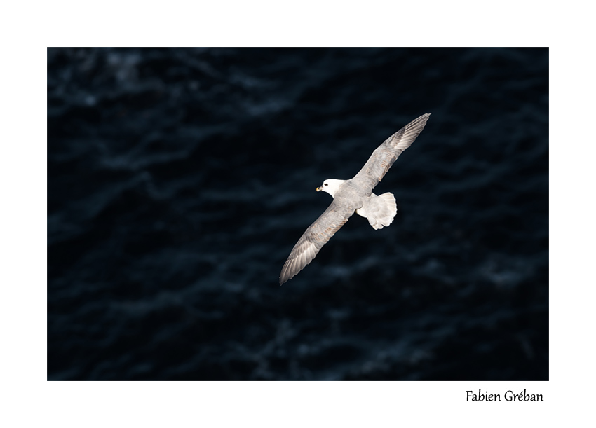 fulmar en vol