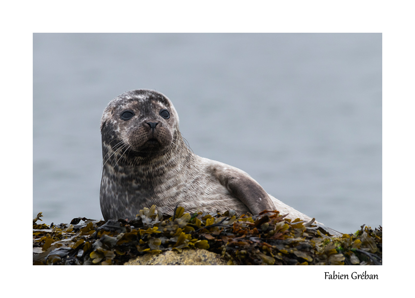 phoque gris