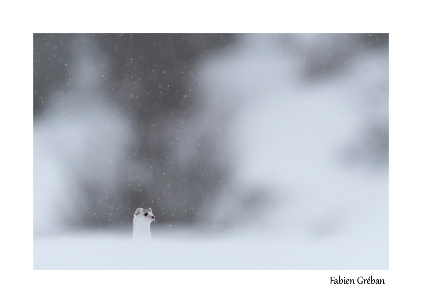 hermine en hiver