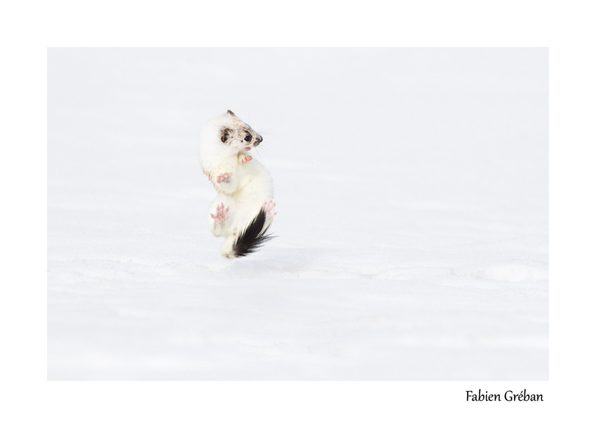 hermine blanche en hiver