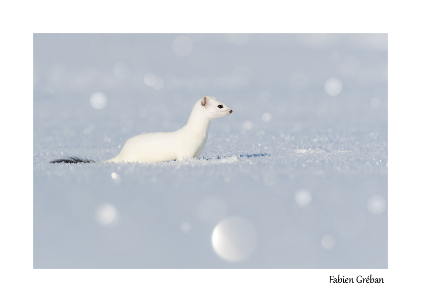 hermine blanche en hiver