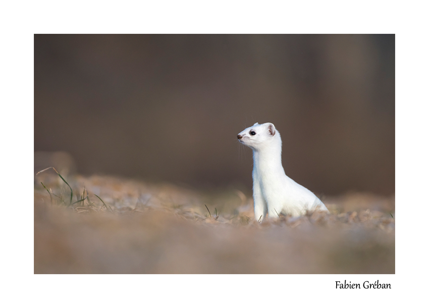 hermine blanche en hiver