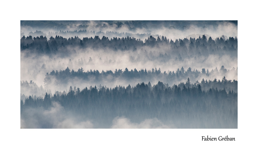 paysage de foret apres l'orage