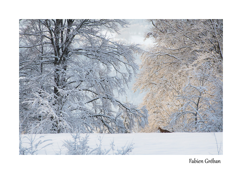 renard en hiver