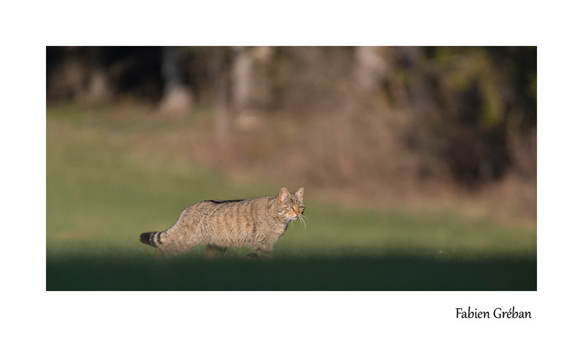 chat sauvage