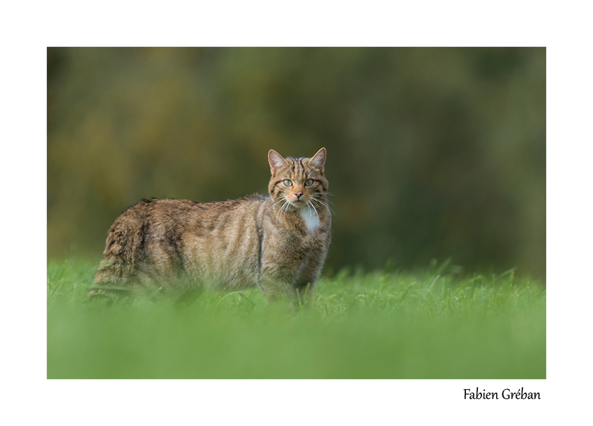 chat forestier