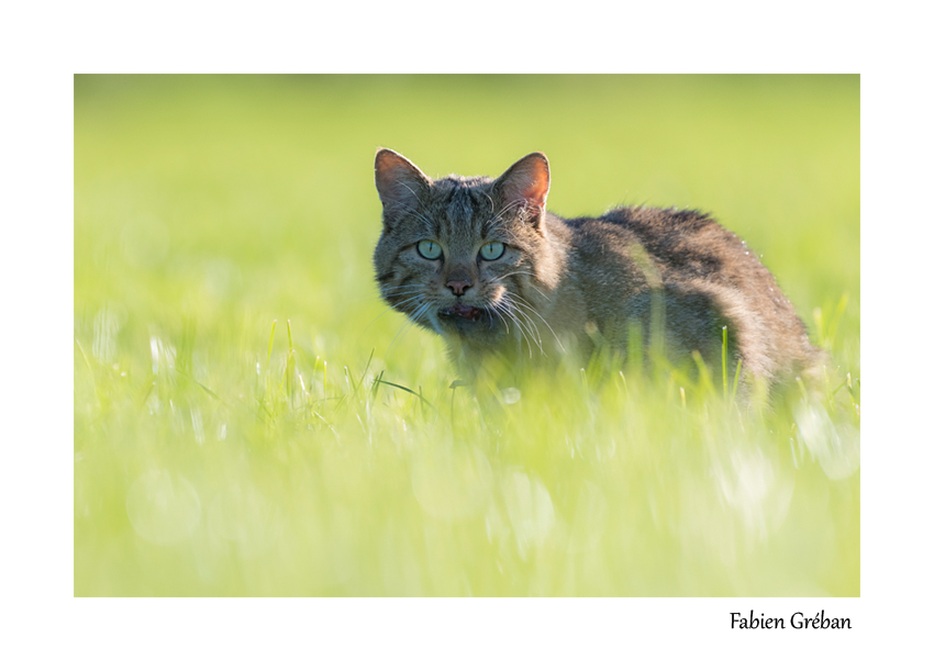 chat forestier