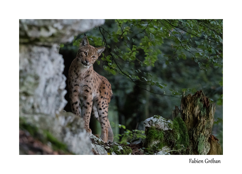 lynx du massif du jura