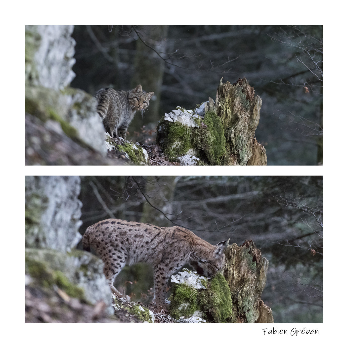 chat forestier et lynx
