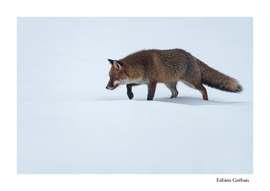 renard en hiver