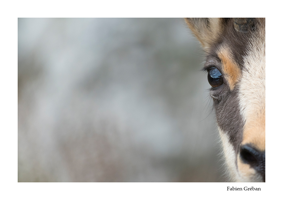 photo de chamois en portrait