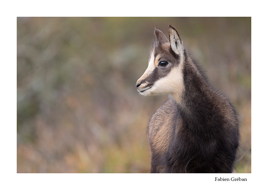 photo de chamois en automne