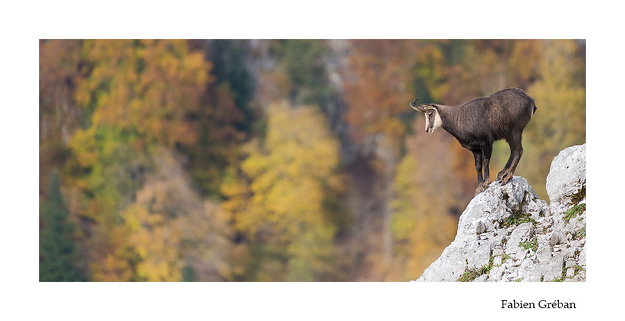 photo de chamois en automne