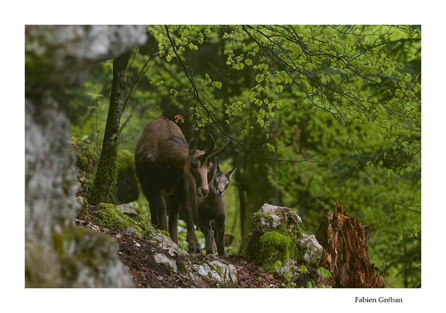 jeune chamois avec sa mre