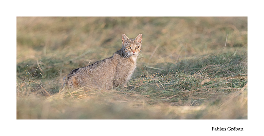 photo de chat forestier