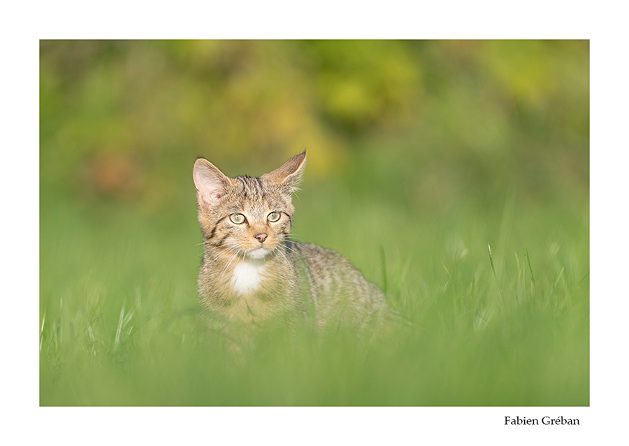 photo de jeune chat forestier