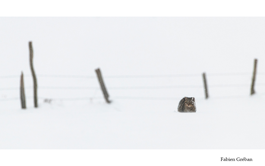 chat forestier en hiver