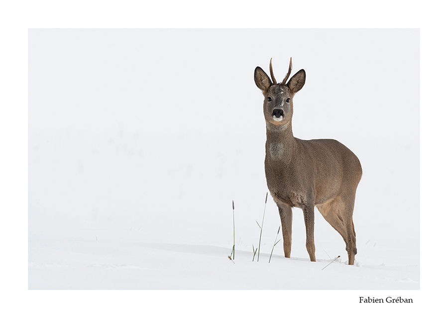 photo de chevreuil en hiver