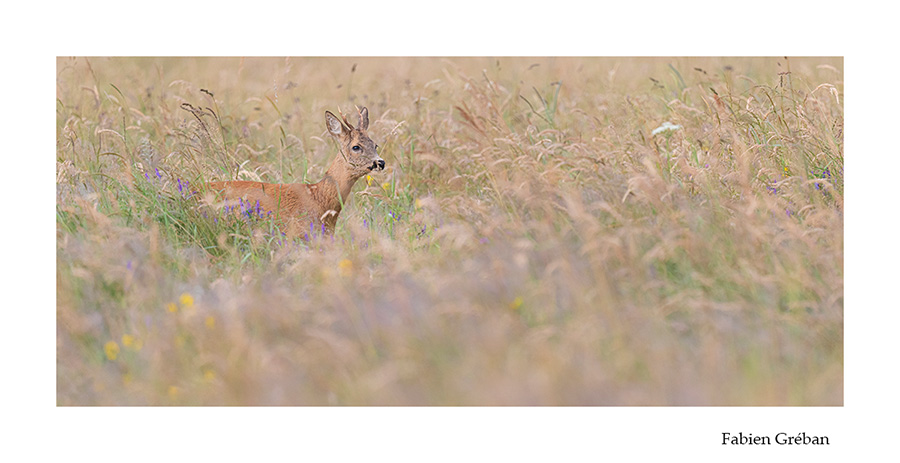 photo de chevreuil en t