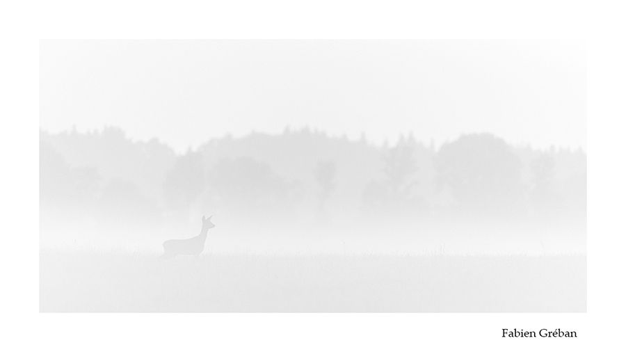 photo de chevreuil dans le brouillard