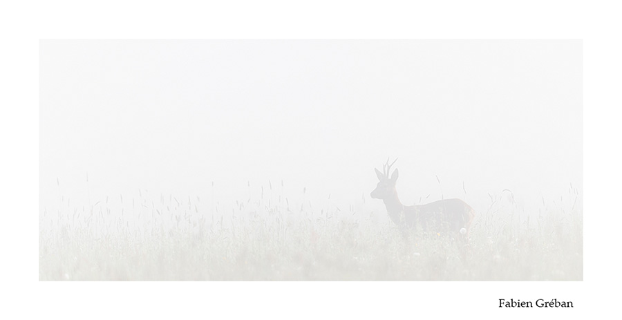 photo d'un chevreuil dans le brouillard