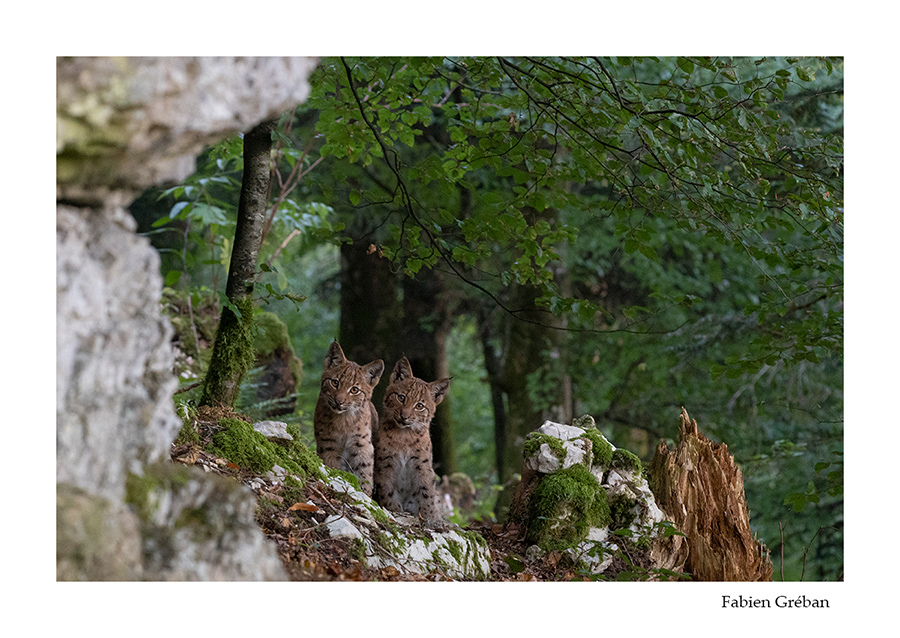 photo de jeunes lynx