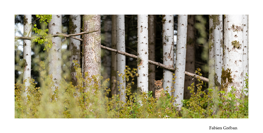 lynx dans une foret du jura