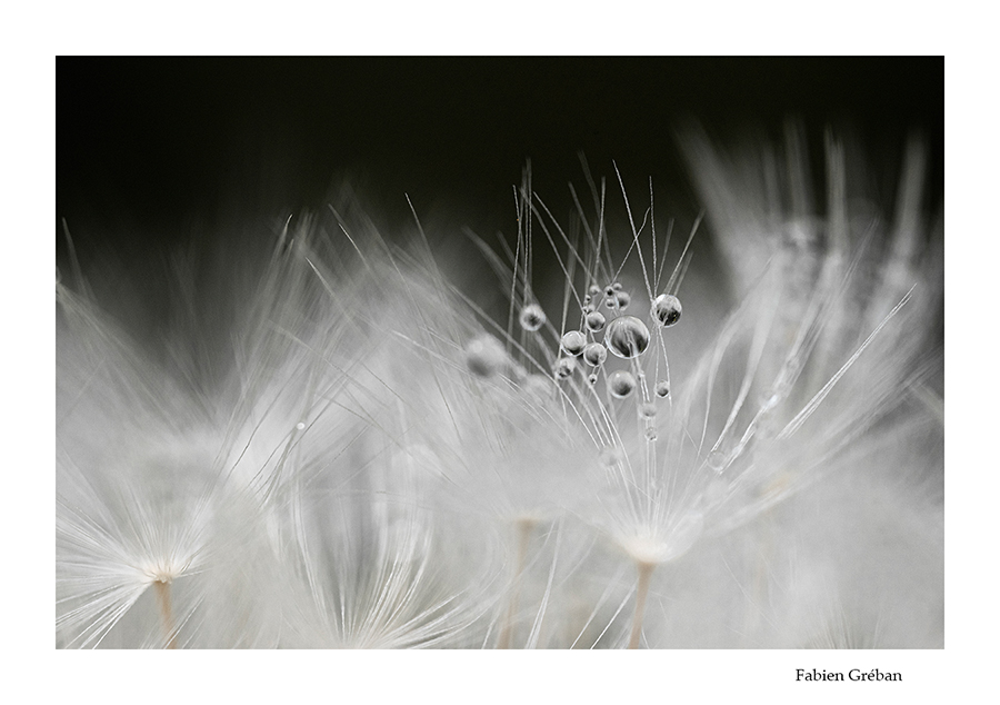 macro de graine de pissenlit