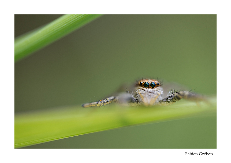 photo d'une araigne thomise