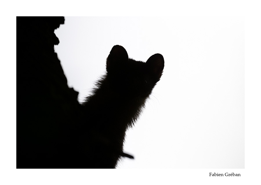 photo de martre en contre-jour