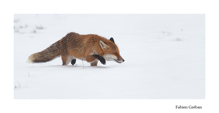 photo de renard en hiver