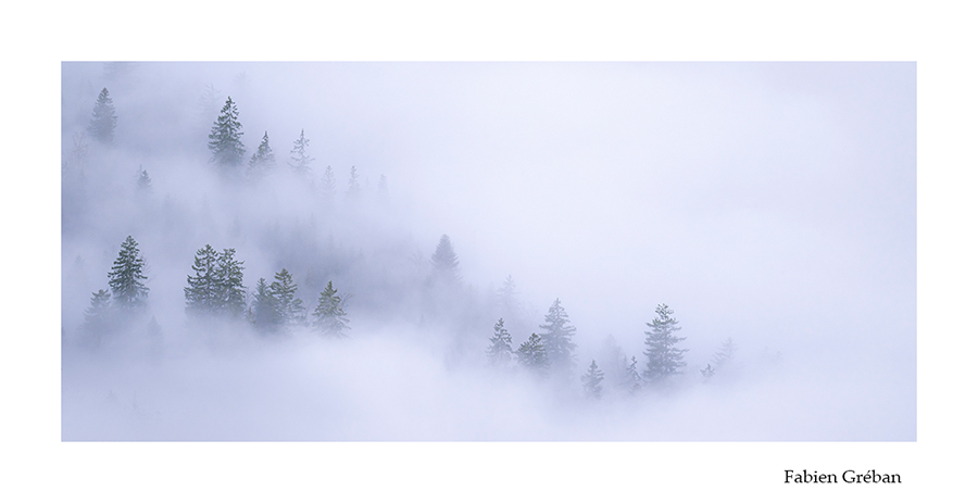 photo foret sous la brume