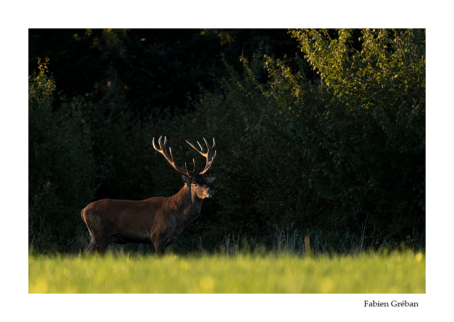 photo de cerf