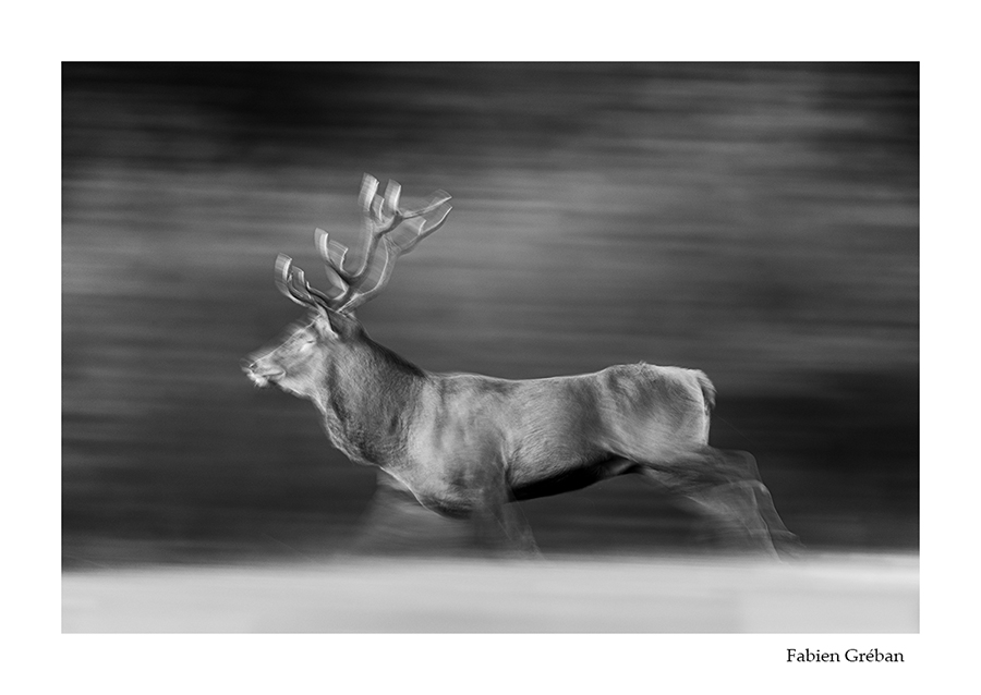 photo de cerf en pleine course