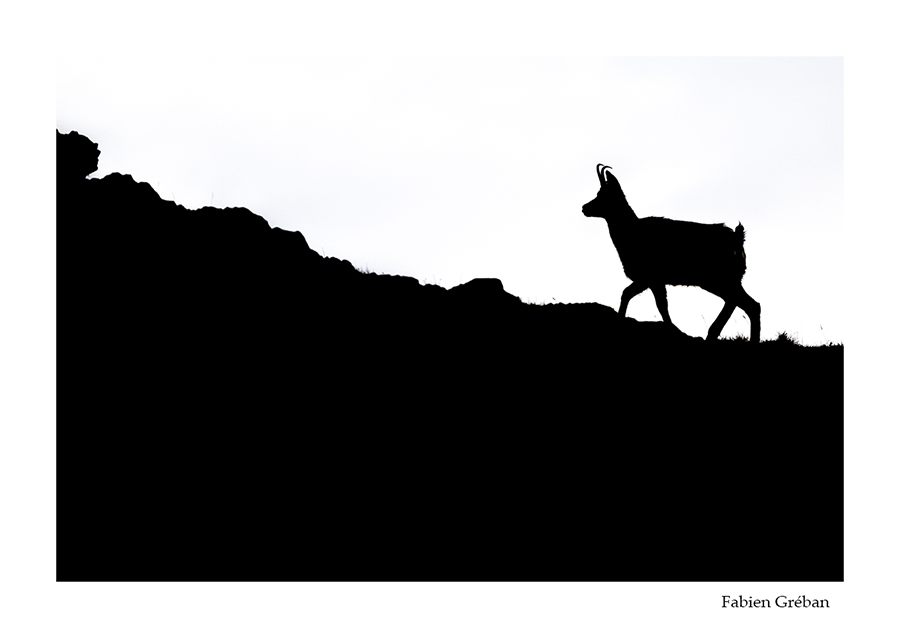 photo de chamois en contre-jour sur les sommets du jura