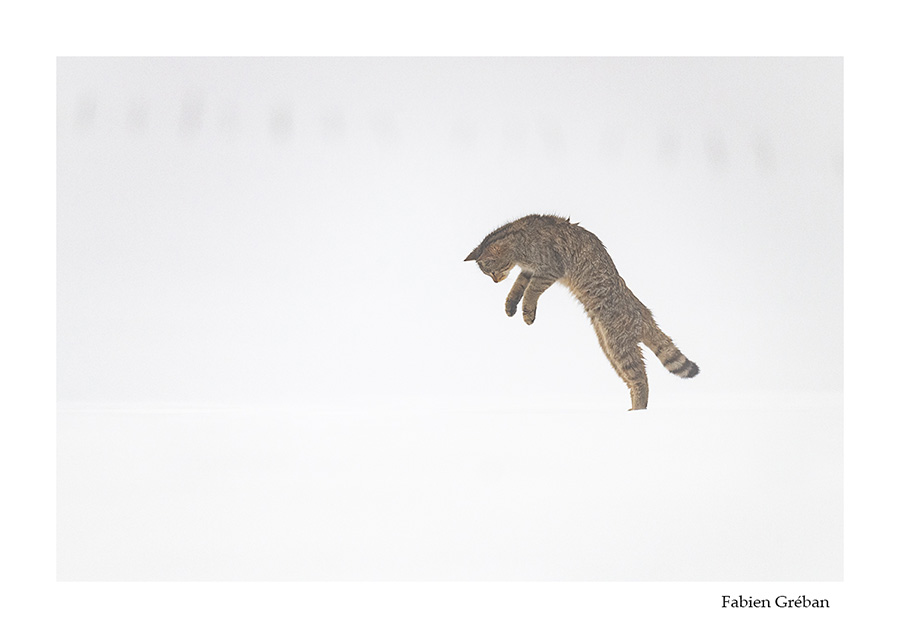 photo de chat forestier en hiver