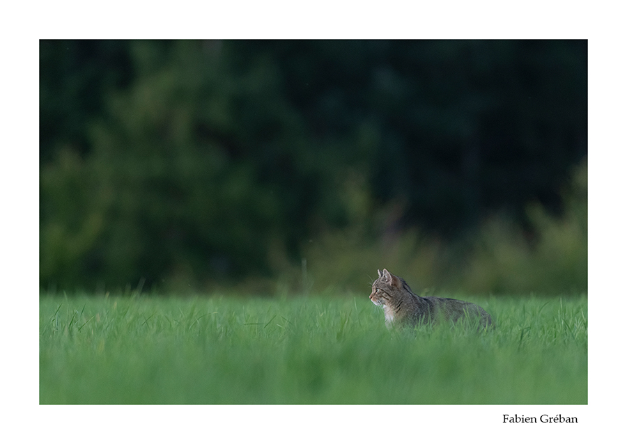 photo de chat forestier  la tombe du jour