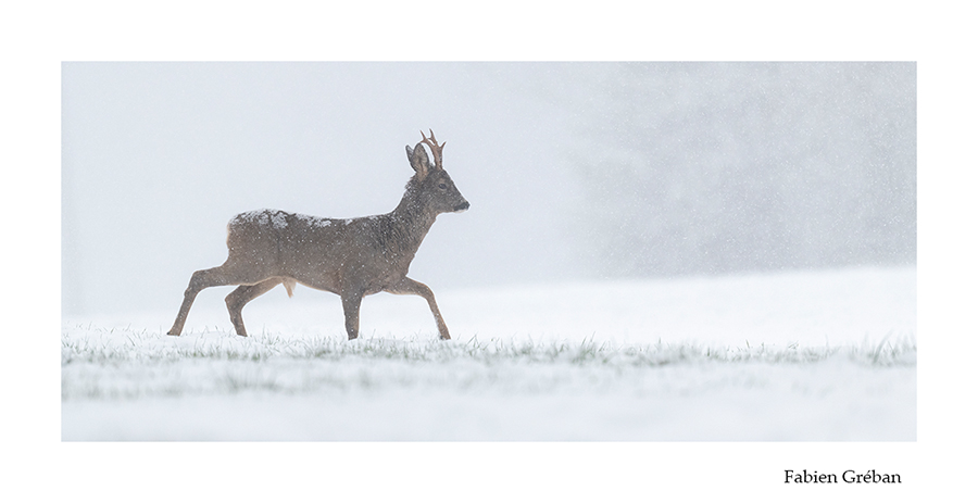 photo de chevreuil dans la neige