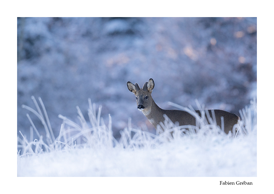 photo de chevreuil en velours en hiver 