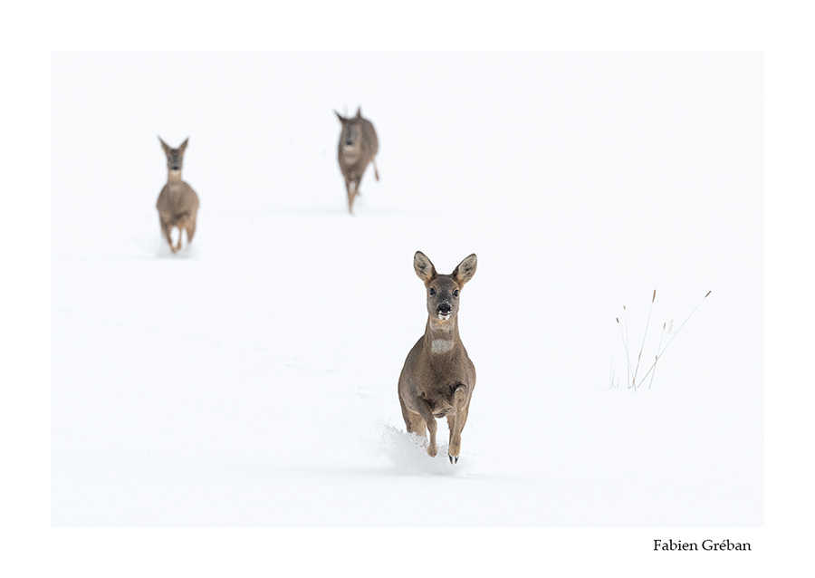 photo de chevreuil en hiver