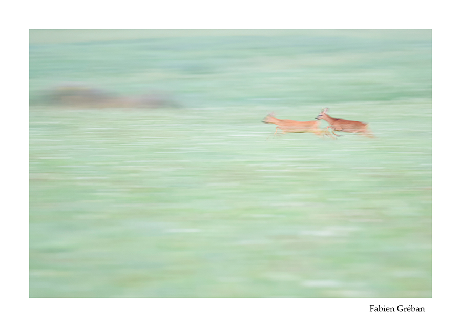 photo de chevreuils en pleine course pendant le rut